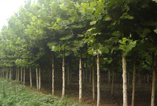 法国梧桐树苗 速生法桐苗小苗 树苗 别名法桐 悬铃木 青皮梧桐