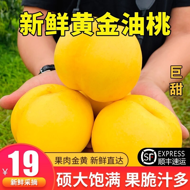 桃园新宇北京平谷大桃黄油桃蜜桃桃子水果生鲜现摘现发顺丰包邮