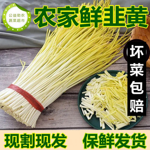 贵州仡蓁精品果蔬普定农家自种新鲜韭黄5斤现割发饺子原料非蒜黄