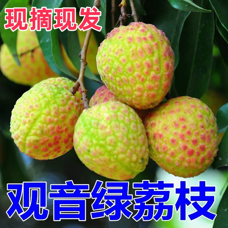 正宗东莞樟木头现货【观音绿】荔枝5斤新鲜挂绿应季孕妇水果礼盒