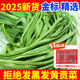 2025贡菜干货西南特产农家火锅食材新鲜苔菜干晒干蔬菜响菜贡菜干
