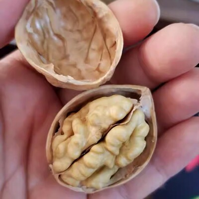 新疆185纸皮核桃薄皮薄壳不水洗无漂白农家500g老树