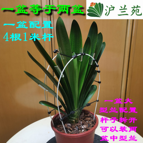 君子兰整形矫正线伸缩硬杆支撑不变形透明护边条保护不伤叶片挂钩 - 封面