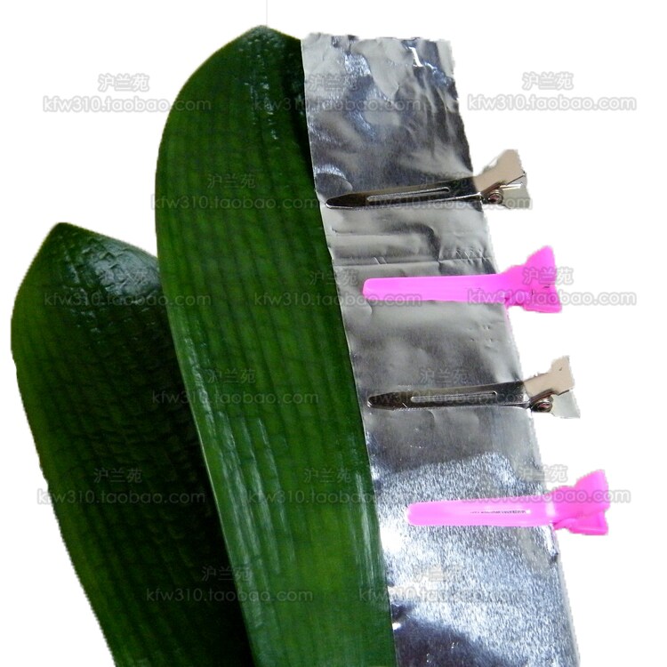 君子兰叶片矫正器整形歪斜修正跑偏遮光纸铝箔纸锡纸固定夹线