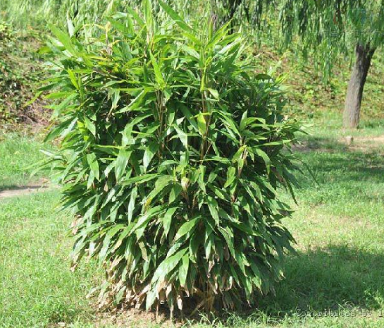 箬竹苗箬竹根 粽叶竹子 叶片宽大 好成活竹苗庭院小区竹苗