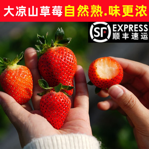 大凉山隋珠香野草莓新鲜水果
