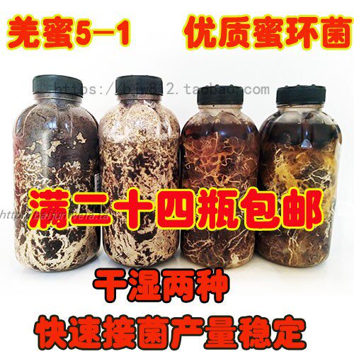 天麻猪苓优质新A9蜜环菌发