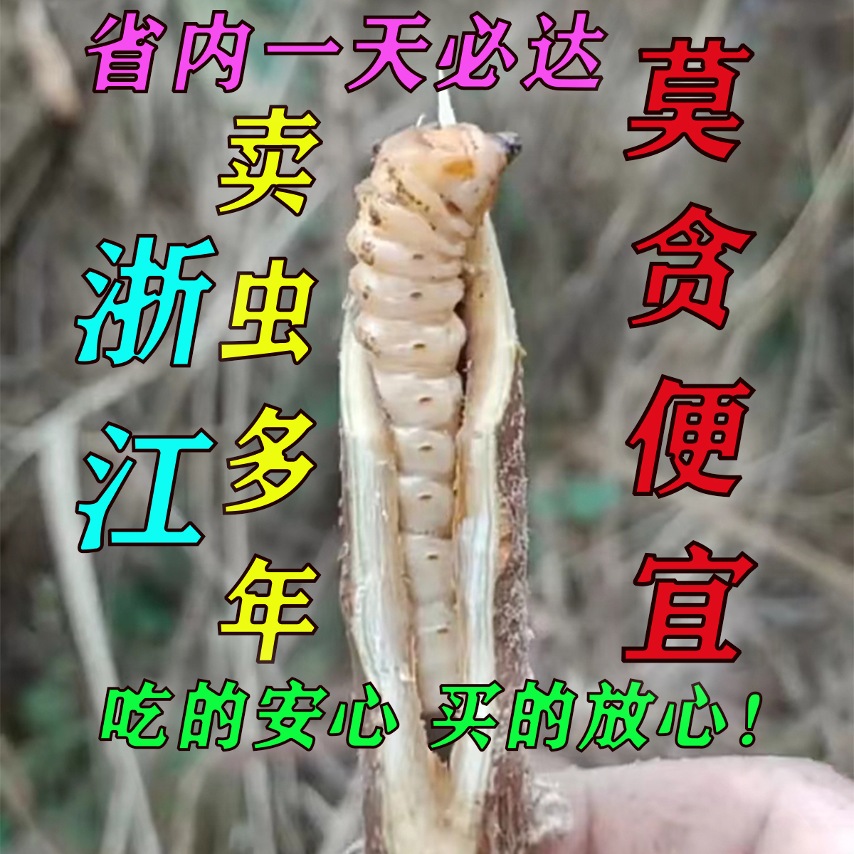 宁波正宗斗米虫/倒督黄寮狼虫/云实蛀虫阎王刺虫鸟不踏刺虫黄狼虫