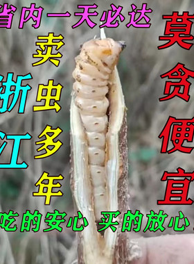 浙江野生斗米虫麻叔卖虫47年包邮