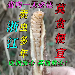 宁波正宗斗米虫/倒督黄寮狼虫/云实蛀虫阎王刺虫鸟不踏刺虫黄狼虫