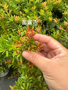 金雀舌红芽短叶罗汉松嫁接杯苗，母树结果高30公分以上带土球包邮
