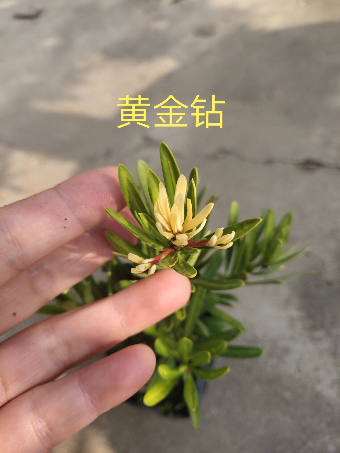 黄金钻罗汉松,黄芽彩色芽叶罗汉松嫁接杯苗,包邮,高苑盆景