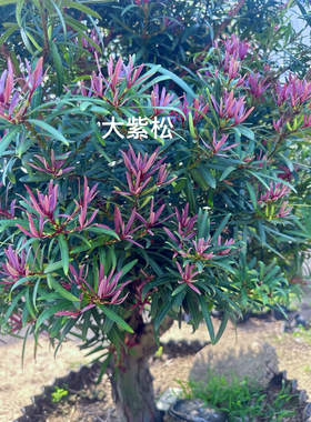 大紫松新品紫色紫芽罗汉松，原生扦插杯苗，珍稀品种，四季紫芽