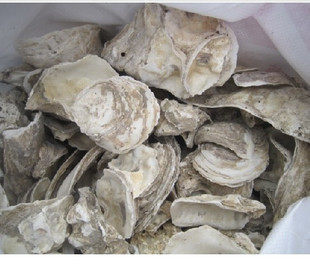 耗壳鱼池天然 过滤材料/蚝壳/牡蛎壳(锦鲤池专用滤材) 培养有益菌