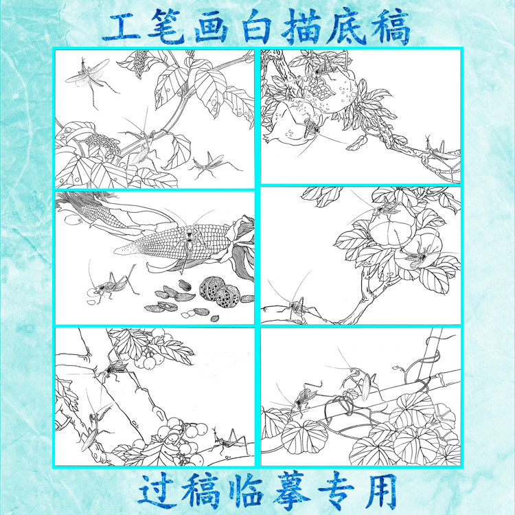 虫草蔬果蝈蝈石榴蚂蚱核桃花生玉米蚂蚱工笔画白描底稿