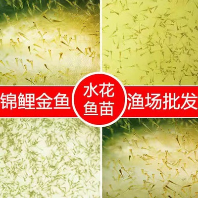 纯种日本锦鲤水花红白昭和丹顶多品种混合观赏鱼苗冷水鱼包邮