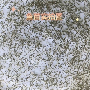 2026自家饲养品质国粹金鱼水花鱼苗鼎红国狮泰狮龙睛元宝包邮包损