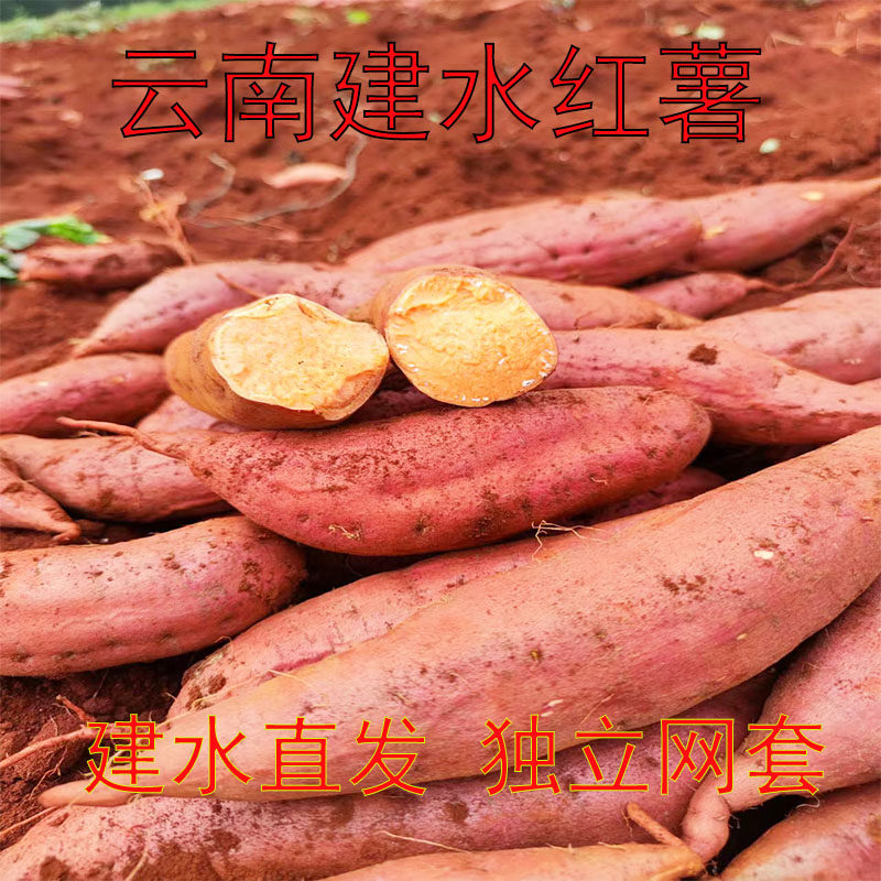 西瓜红云南建水高原蜜薯