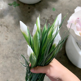 阿拉斯加白色鸢尾10支不 包邮