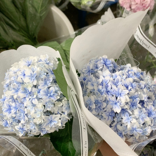 辉夜姬绣球一支不包邮