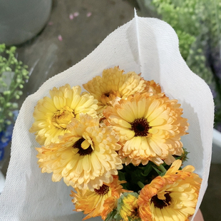 香槟金盏菊一扎不 包邮
