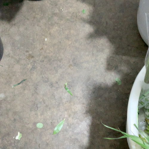 盲盒4把花包邮冷链