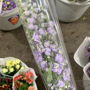 包邮 90公分浅紫大飞燕5支不