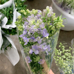 烟灰紫小飞燕一扎不 包邮