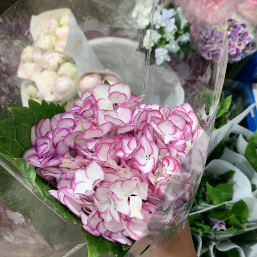 花边绣球一支不包邮