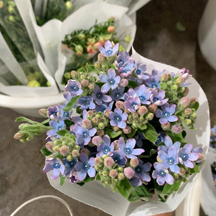 蓝星花10只不 包邮