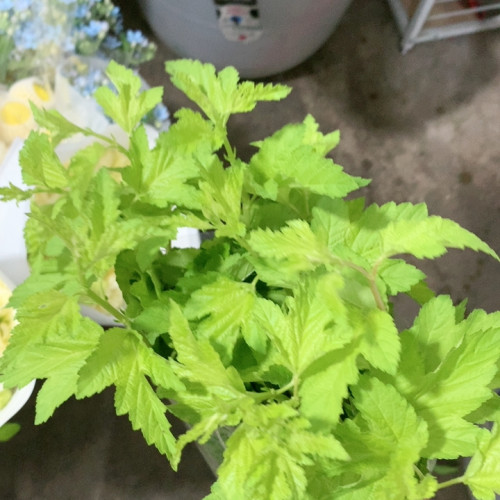 枫香叶一扎不包邮
