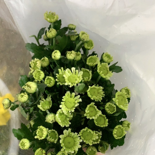 抹茶雏菊10支不包邮