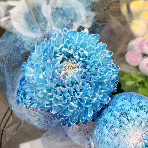 青花瓷牡丹菊5支不包邮