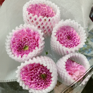 花蔓阿丽露大丽花5支不 包邮