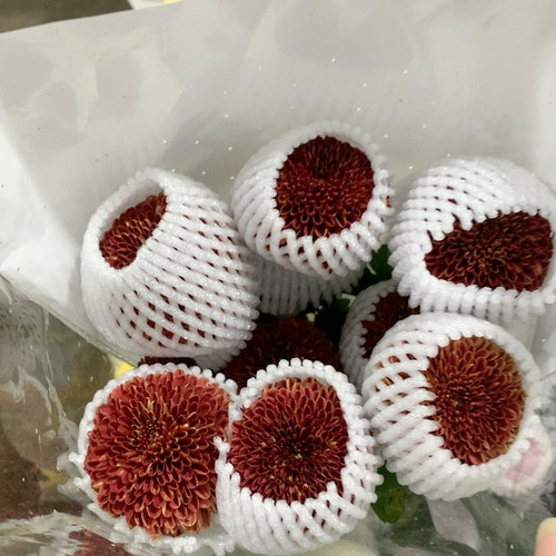红色乒乓菊10支不包邮