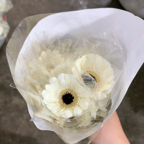 玉静非洲菊10支不包邮