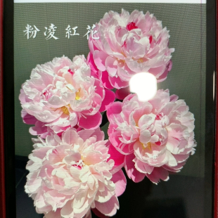 粉领红花芍药5支不 包邮