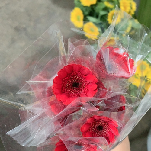红色非洲菊10支不包邮