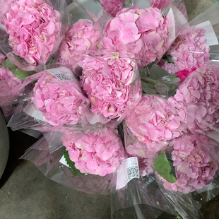 初恋绣球一支不 包邮