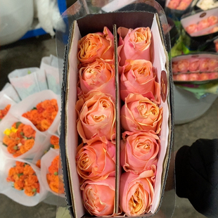 B级夏日恋情10支不 包邮