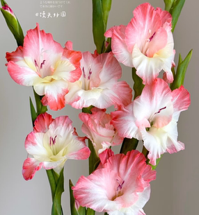 剑兰草莓蛋糕5支不 包邮