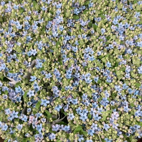 2扎蓝星花不包邮