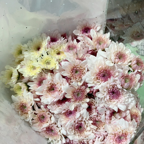 草莓蛋糕雏菊10支不包邮