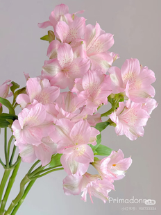 进口六出歌姬5支不 包邮