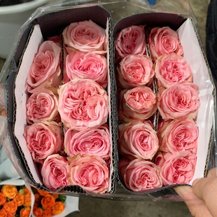 粉荔枝10支不 包邮