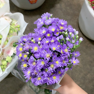 紫苑一扎不 包邮