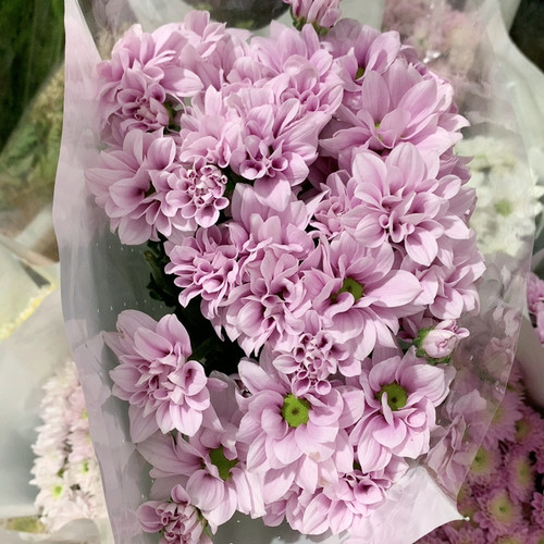 粉色三文鱼雏菊10支不包邮