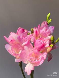 桃子公主香雪兰一扎不包邮