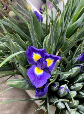 紫色鸢尾10支不包邮