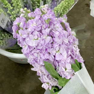 紫罗兰紫色10支不 包邮